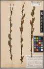 Foto von Salix caprea L. x Salix viminalis L.